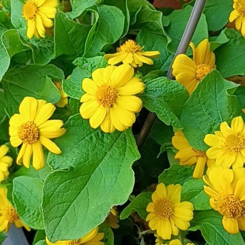 Photo of the plant species Botón De Oro by @HolyArecapalm46 named Bella on Greg, the plant care app