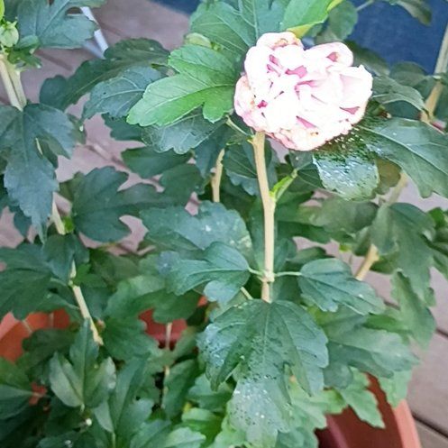 Photo of the plant species Korean Hibiscus by @HolyArecapalm46 named Dax on Greg, the plant care app