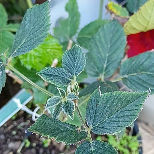 Photo of the plant species Apache Blackberry by @HolyArecapalm46 named Sage on Greg, the plant care app