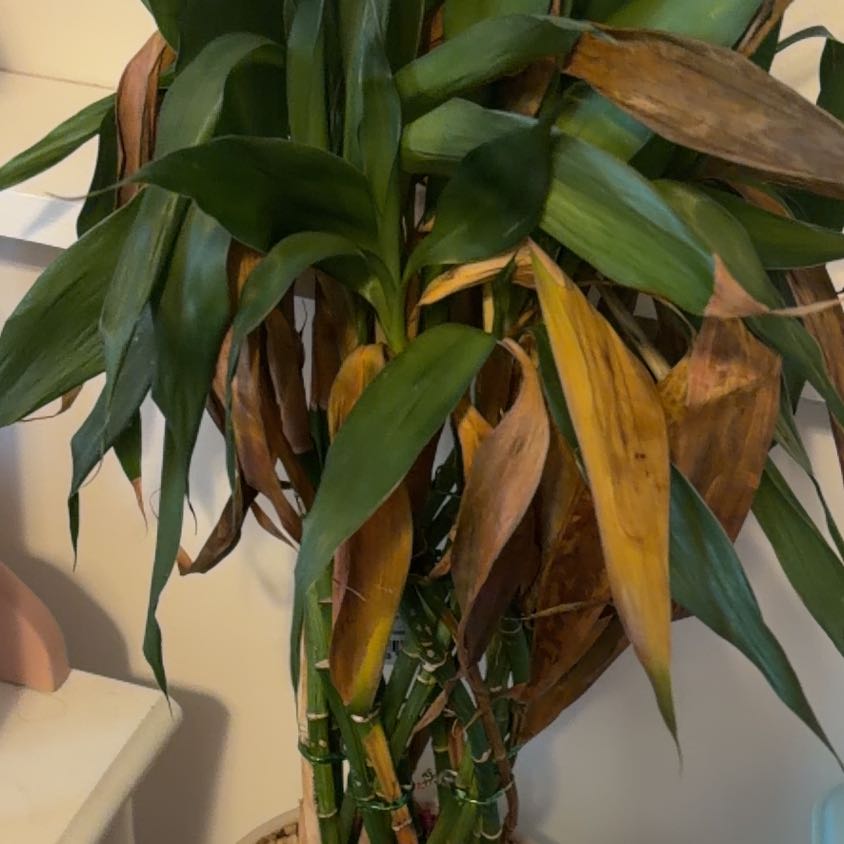Photo of the plant species Lucky Golden Bamboo by @KeyGoatwillow81 named Libby on Greg, the plant care app