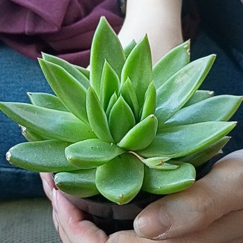 Photo of the plant species Echeveria 'Miranda' by @SavantCoojong15 named Sarah on Greg, the plant care app