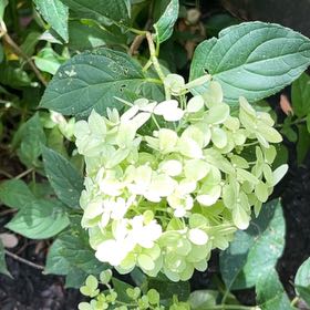 Photo of the plant species Ashy Hydrangea by @BusyAnacua77 named Elina on Greg, the plant care app