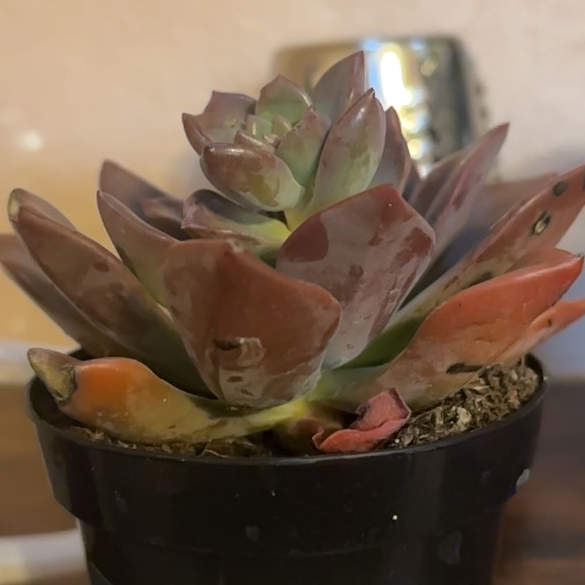 Photo of the plant species Echeveria Jessica by @KindHorminum40 named Bella on Greg, the plant care app