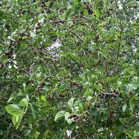 Photo of the plant species Black Mulberry by @SisterAjwain2 named Dolores on Greg, the plant care app
