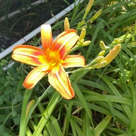 Photo of the plant species Orange Daylily by @SisterAjwain2 named Kardashian on Greg, the plant care app