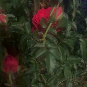 Photo of the plant species Hybrid Tea Rose by @ManyCactus41 named Bruce Lee on Greg, the plant care app