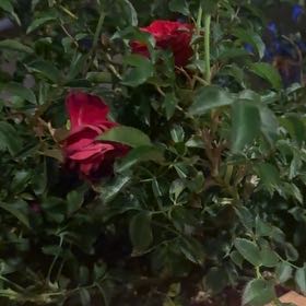 Photo of the plant species Rosie by @ManyCactus41 named Michelle Branch on Greg, the plant care app