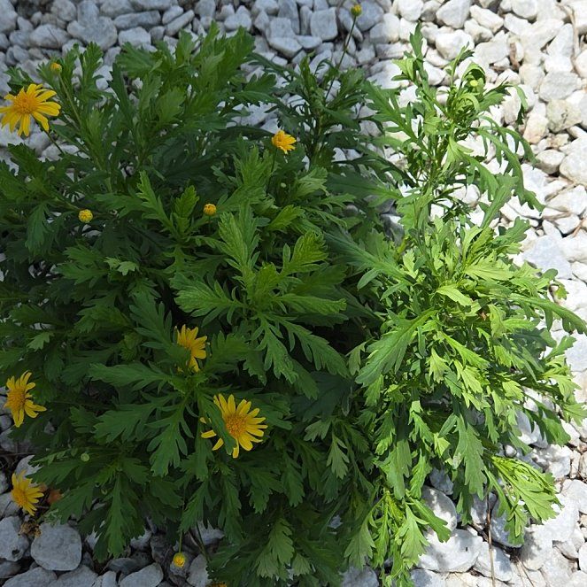 Photo of the plant species African Bush Daisy by @NobleWorm69 named Morgan Treeman on Greg, the plant care app