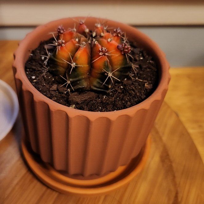 Photo of the plant species Devil's Pincushion by @ElatedPalmier59 named Sigmund on Greg, the plant care app
