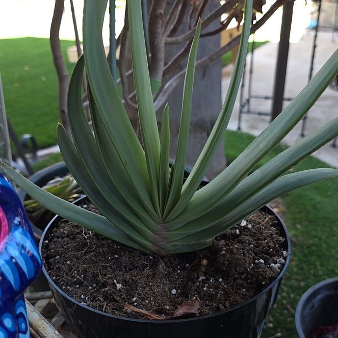 Photo of the plant species Fan Aloe by @SavoryCornplant named Naomi on Greg, the plant care app