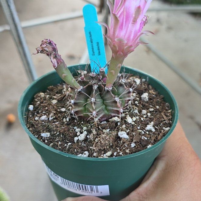 Photo of the plant species Gymnocalycium stenopleurum by @SavoryCornplant named Sanders on Greg, the plant care app