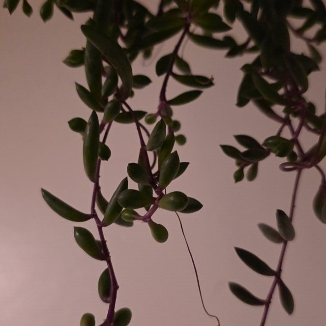 Photo of the plant species String Of Bananas by @PolishedDaisy10 named Winston on Greg, the plant care app