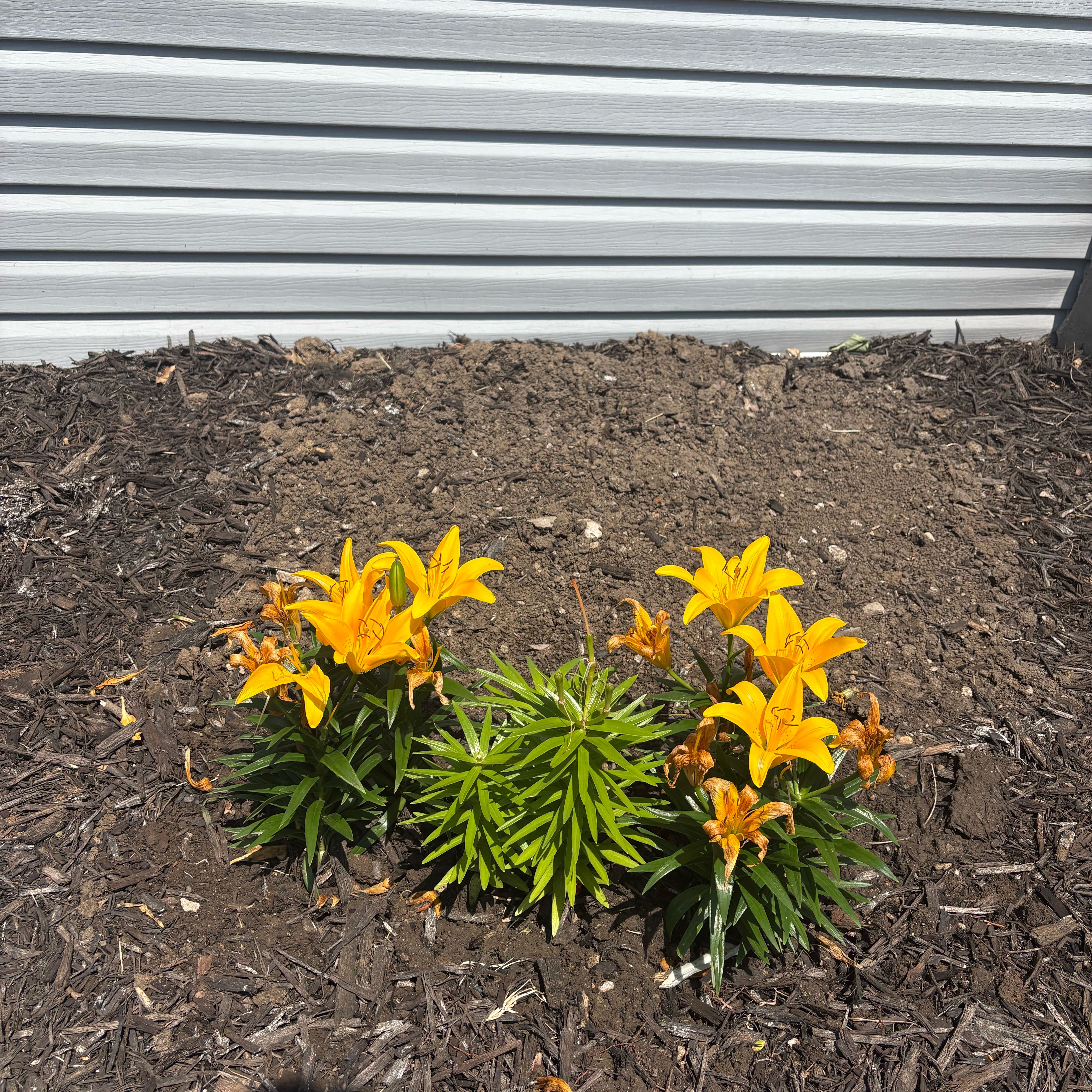 Photo of the plant species Asiatic Lily by @HoneyedFlax52 named Rihanna on Greg, the plant care app