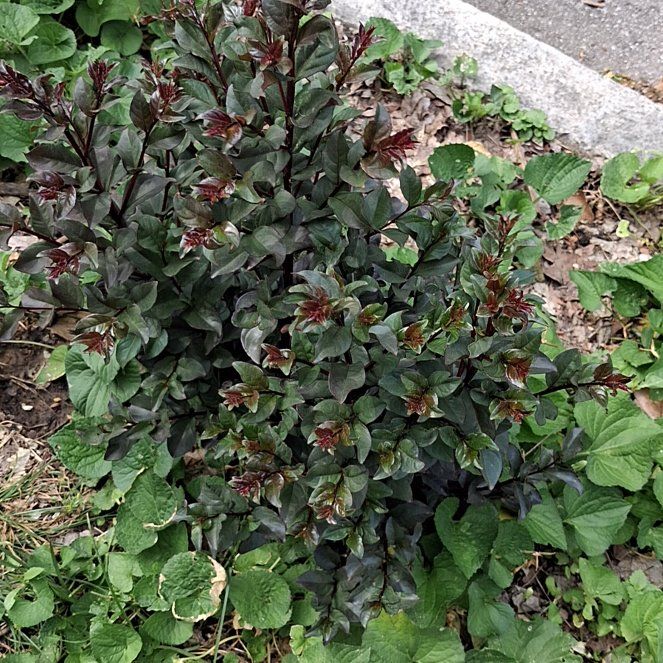 Photo of the plant species Chinese Fringe Flower by @PluckySpinach88 named Lebron on Greg, the plant care app