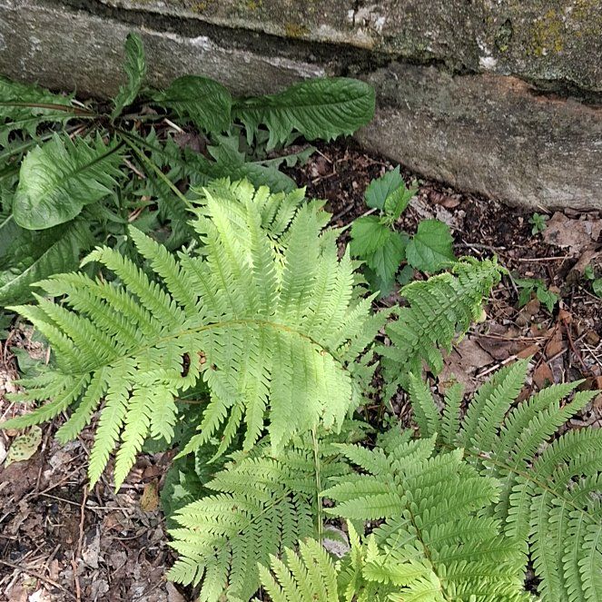 Photo of the plant species Matteuccia by @PluckySpinach88 named Sanders on Greg, the plant care app