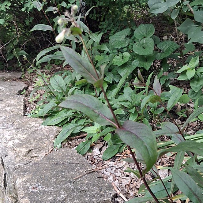 Photo of the plant species Foxglove Beardtongue by @PluckySpinach88 named Apollo on Greg, the plant care app