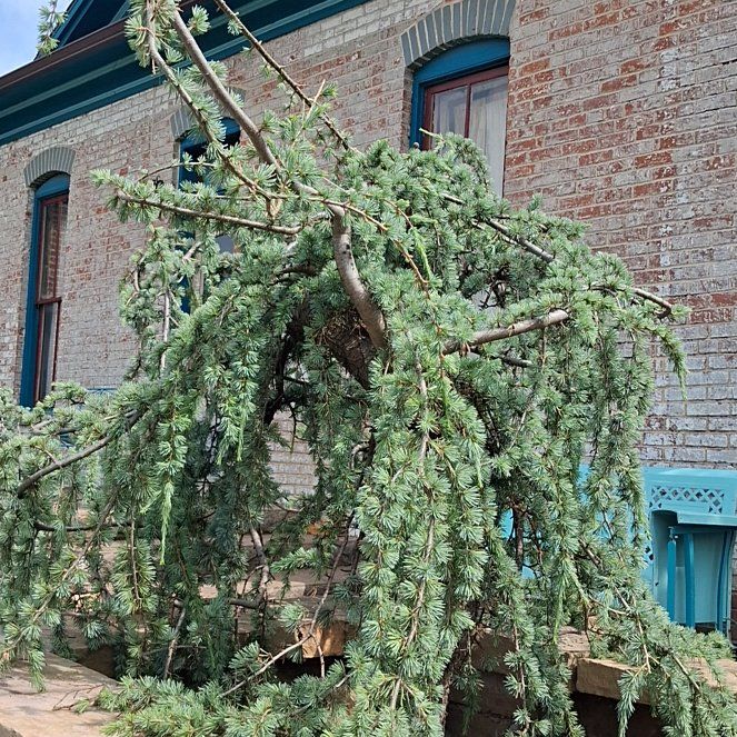 Photo of the plant species Atlas Cedar by @PluckySpinach88 named Duke on Greg, the plant care app