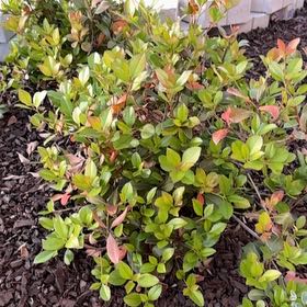 Photo of the plant species Sexton's Bride by @CommandingFord named Captain Plant-it on Greg, the plant care app