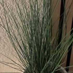 Photo of the plant species Hard Rush by @AcePurei60 named Taylor Swift on Greg, the plant care app