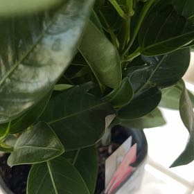 Photo of the plant species Dipladenia 'Rio' by @YiftBogbean5 named Maya (outdoor) on Greg, the plant care app