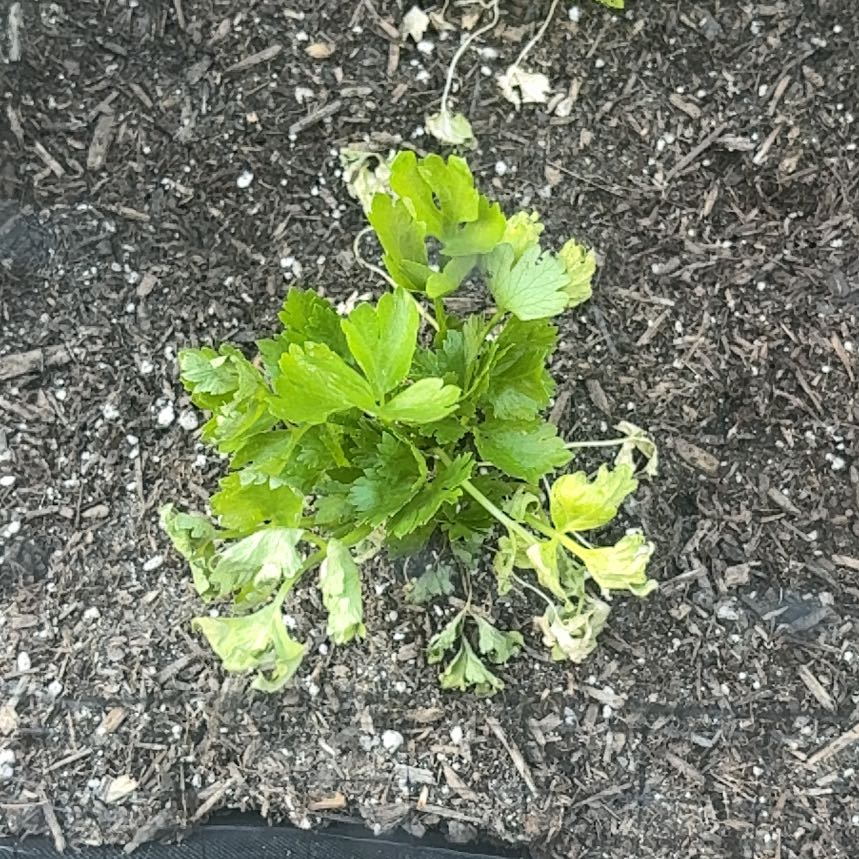 Photo of the plant species Leaf Celery by @HeritorPotato62 named Khaleesi on Greg, the plant care app