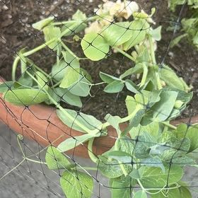Photo of the plant species Peas by @HeritorPotato62 named Demi on Greg, the plant care app