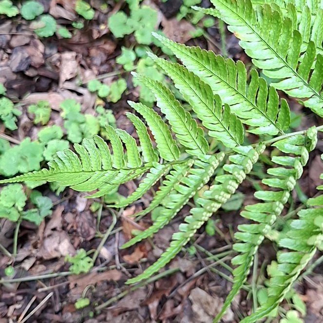 Photo of the plant species Autumn Fern by @HumaneBetel64 named Curie on Greg, the plant care app