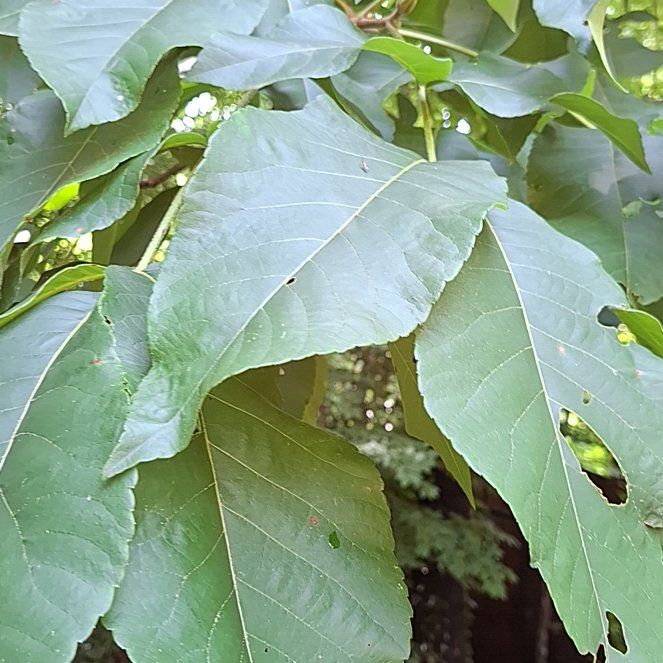 Photo of the plant species Cucumber Magnolia by @HumaneBetel64 named Gates on Greg, the plant care app
