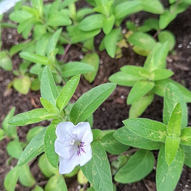 Photo of the plant species Wild Petunia by @HumaneBetel64 named Sir Plancelot on Greg, the plant care app