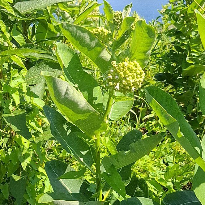 Photo of the plant species Common Milkweed by @HumaneBetel64 named Mando on Greg, the plant care app