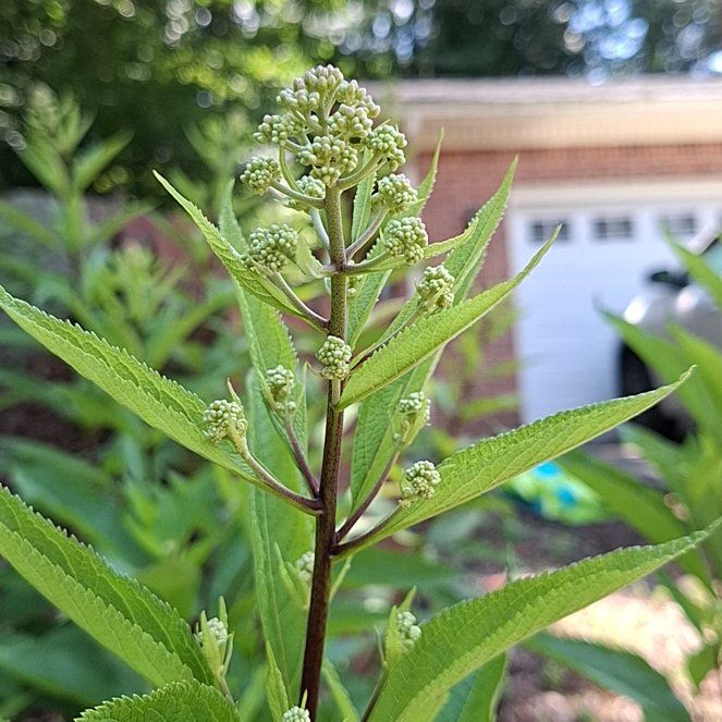 Photo of the plant species Asclepias Syriaca by @HumaneBetel64 named Orlando Bloom on Greg, the plant care app