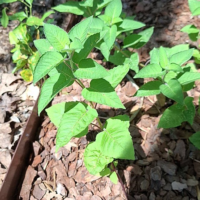 Photo of the plant species Bodhi Tree by @HumaneBetel64 named Tupot amaroot on Greg, the plant care app