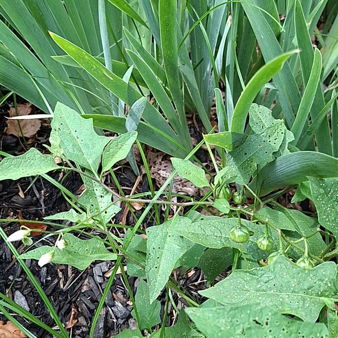 Photo of the plant species Bull Nettle by @HumaneBetel64 named Pax on Greg, the plant care app