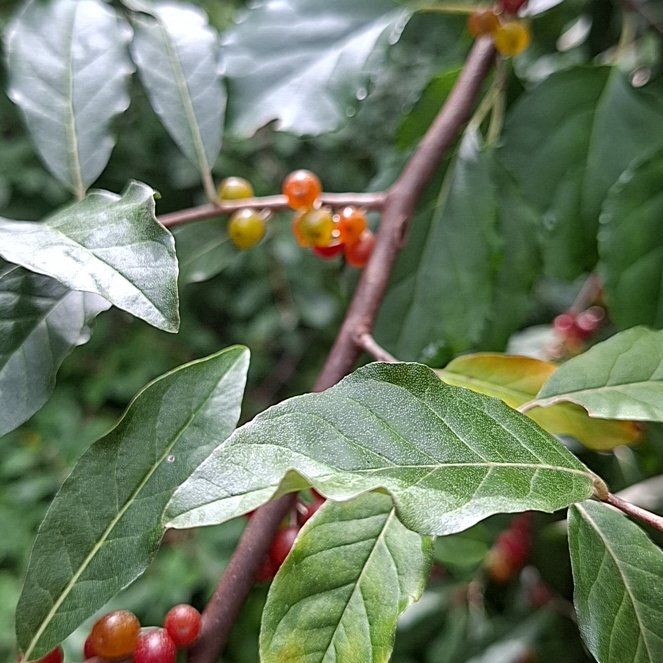 Photo of the plant species Autumn Olive by @HumaneBetel64 named Anne on Greg, the plant care app