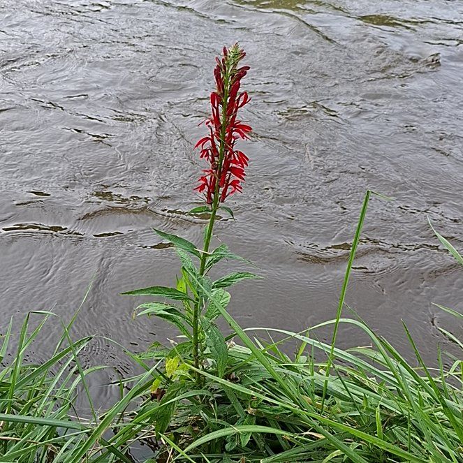 Photo of the plant species Cardinal Flower by @HumaneBetel64 named Lola on Greg, the plant care app