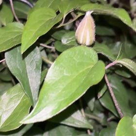 Photo of the plant species Purple Clematis by @MajorFrithia41 named Orlando Bloom on Greg, the plant care app