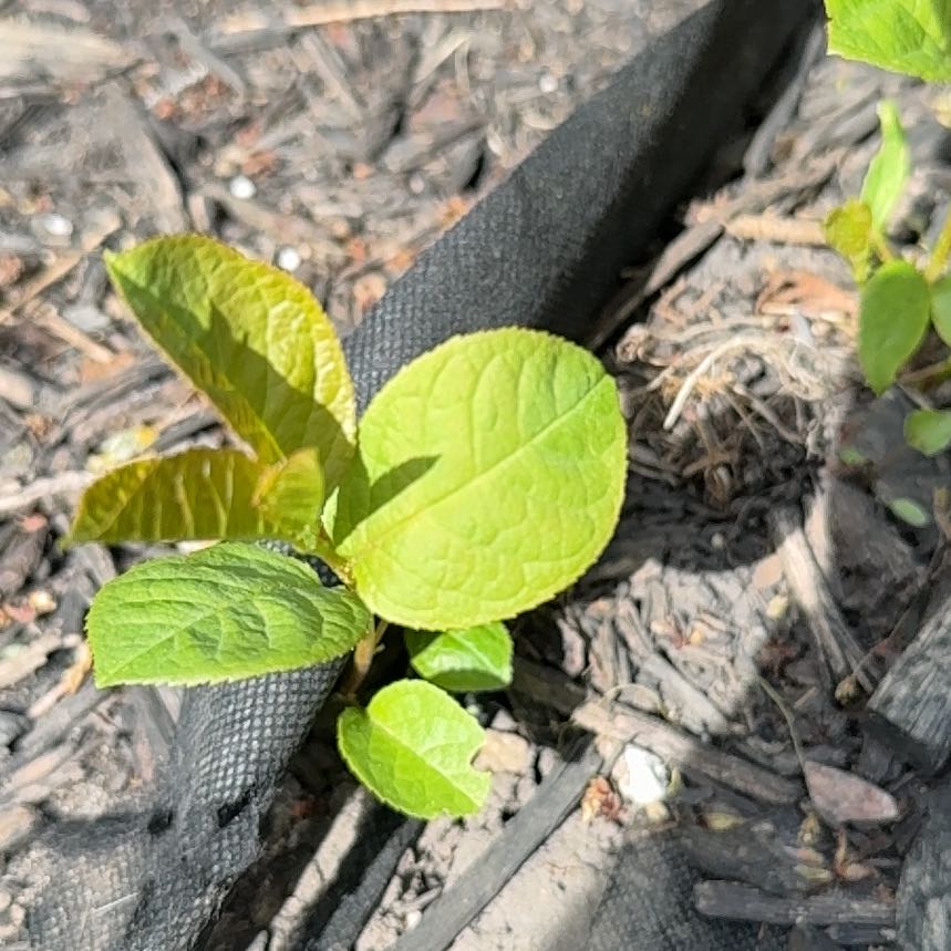 Photo of the plant species Bitterberry by @FitMyagrum3 named Gates on Greg, the plant care app