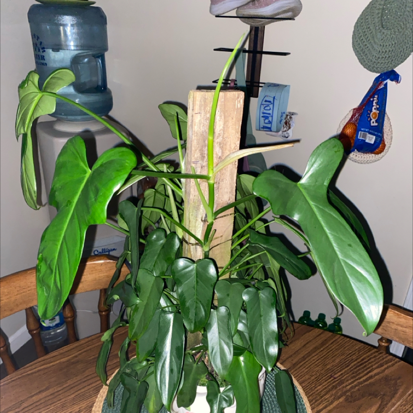 Phyllis