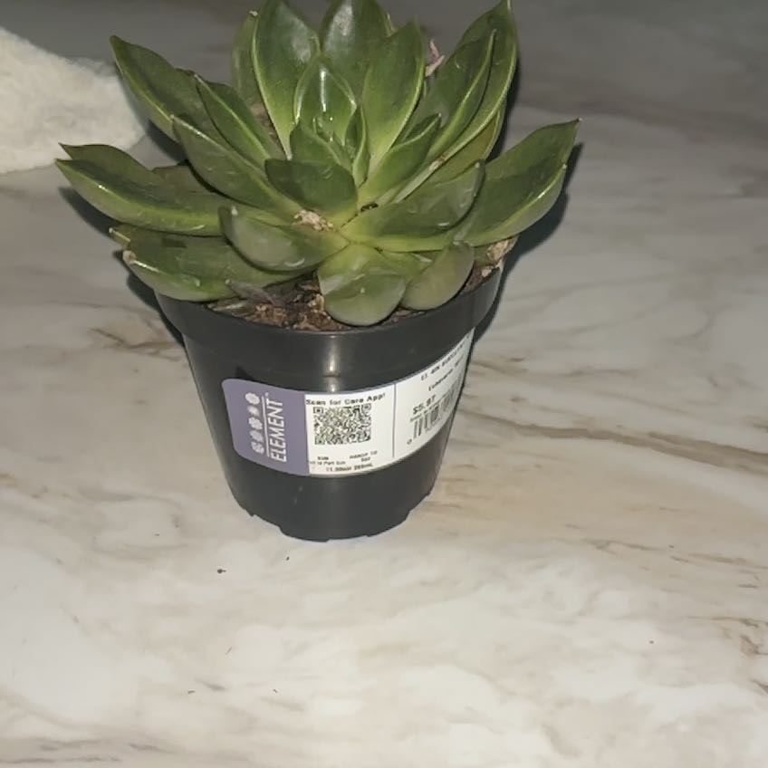Photo of the plant species Echeveria 'Mira' by @StaunchJicaro28 named Mira on Greg, the plant care app