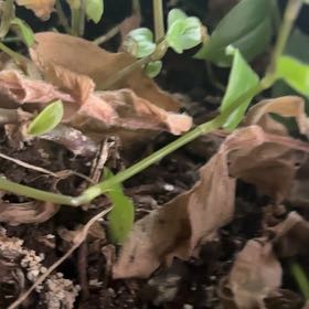 Photo of the plant species Brown Widelip Orchid by @HoneyedPilea33 named Kylie on Greg, the plant care app