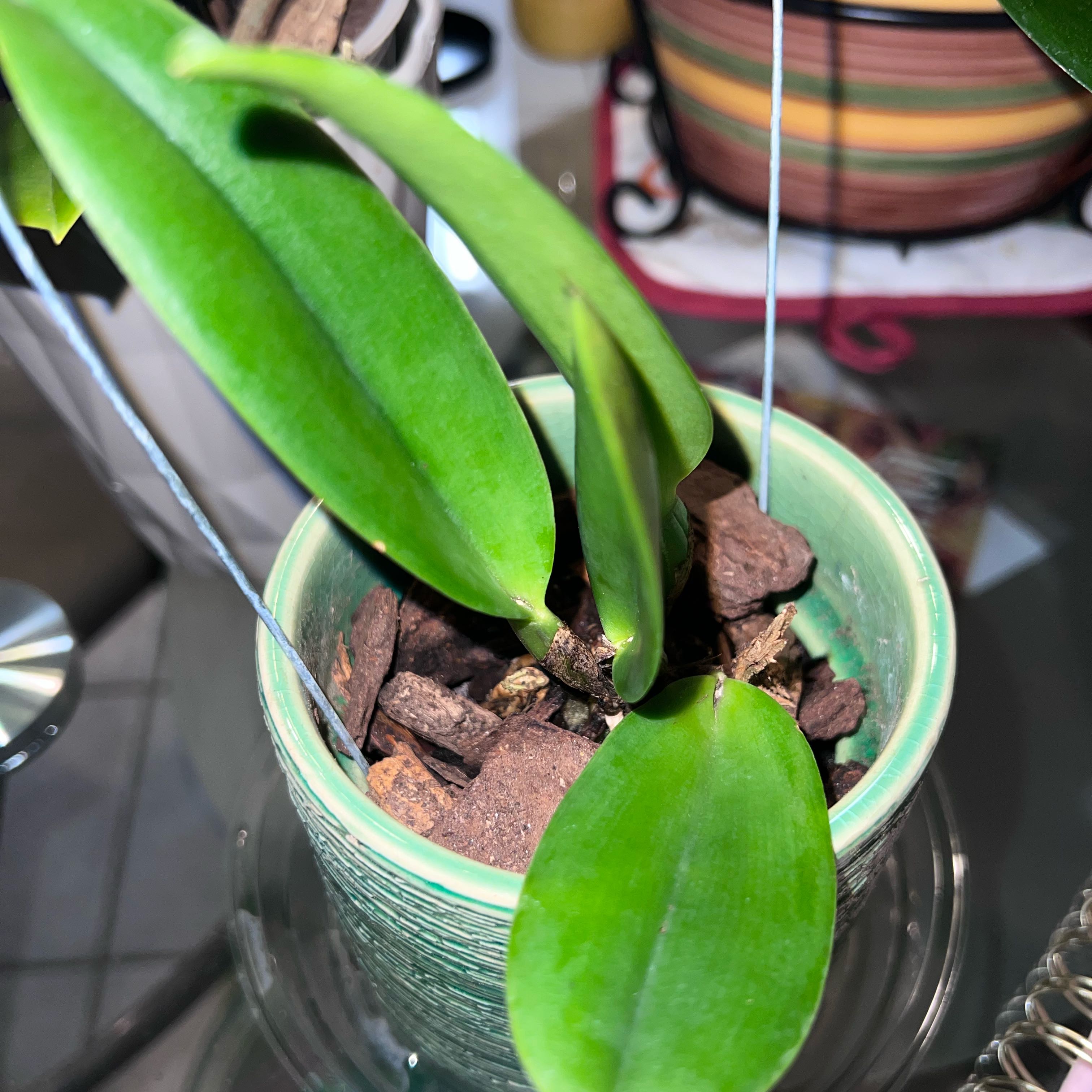 Photo of the plant species Cattleya Orchid by @FabCentaury19 named Zion on Greg, the plant care app