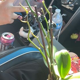 Photo of the plant species Mini Orchid by @FabCentaury19 named Peter Parker on Greg, the plant care app