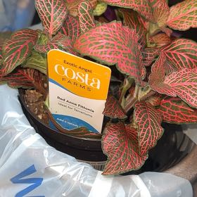 Photo of the plant species Red Anna Fittonia by @FabCentaury19 named da Vinci on Greg, the plant care app