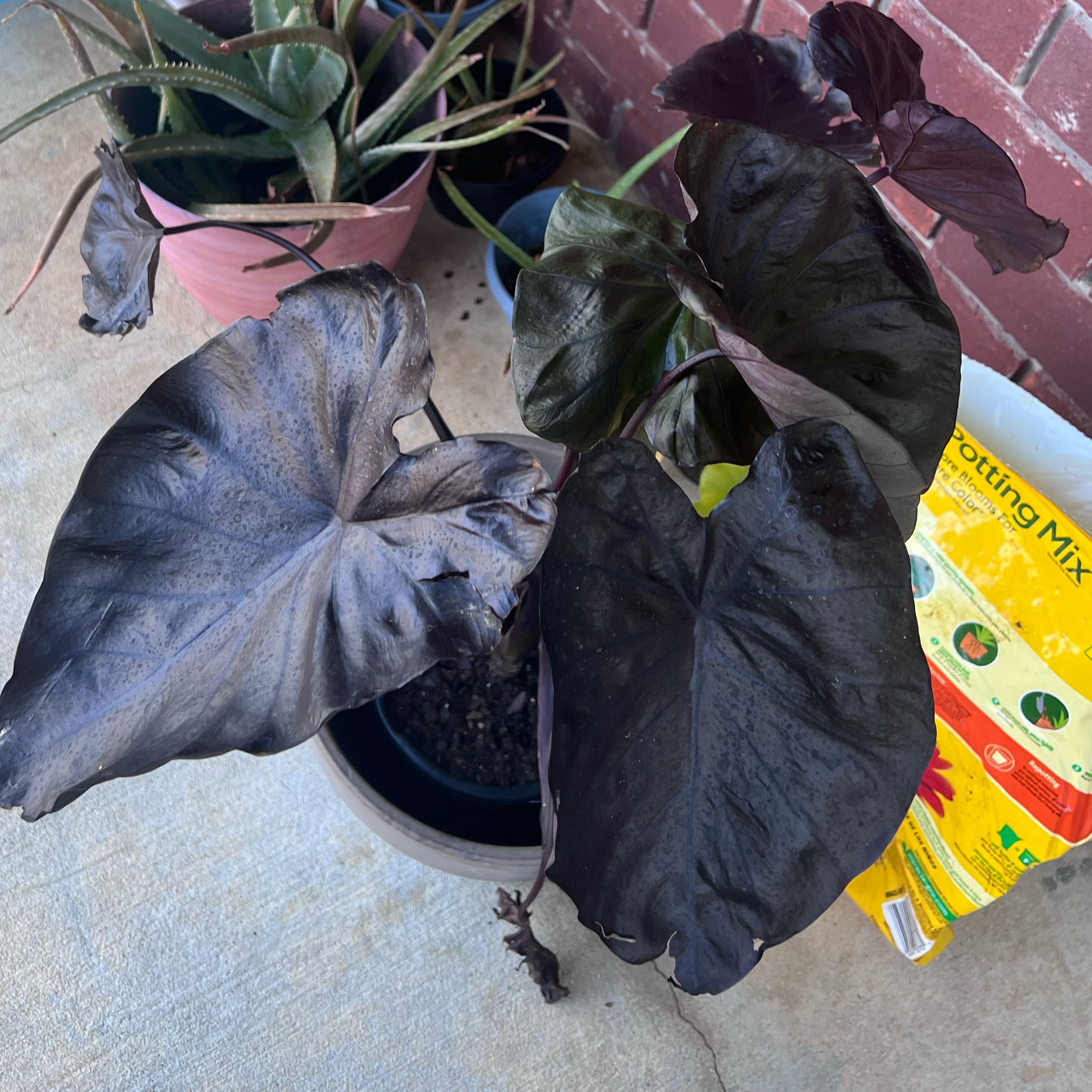 Photo of the plant species Black Coral Elephant Ear by @FabCentaury19 named Nemo on Greg, the plant care app