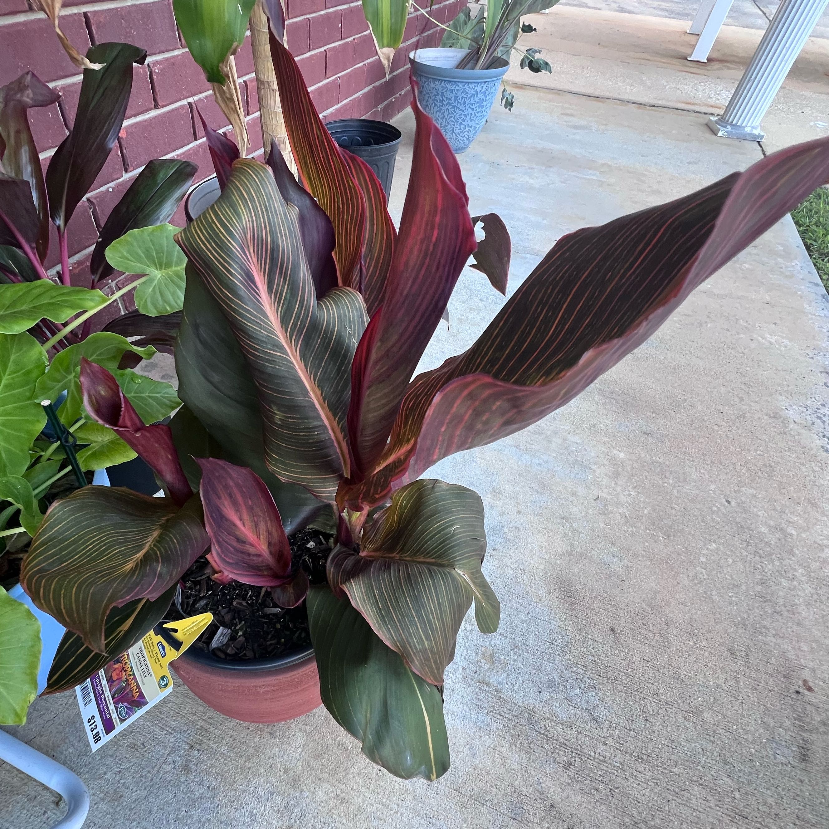 Photo of the plant species Canna 'Tropicana' by @FabCentaury19 named Wall-E on Greg, the plant care app