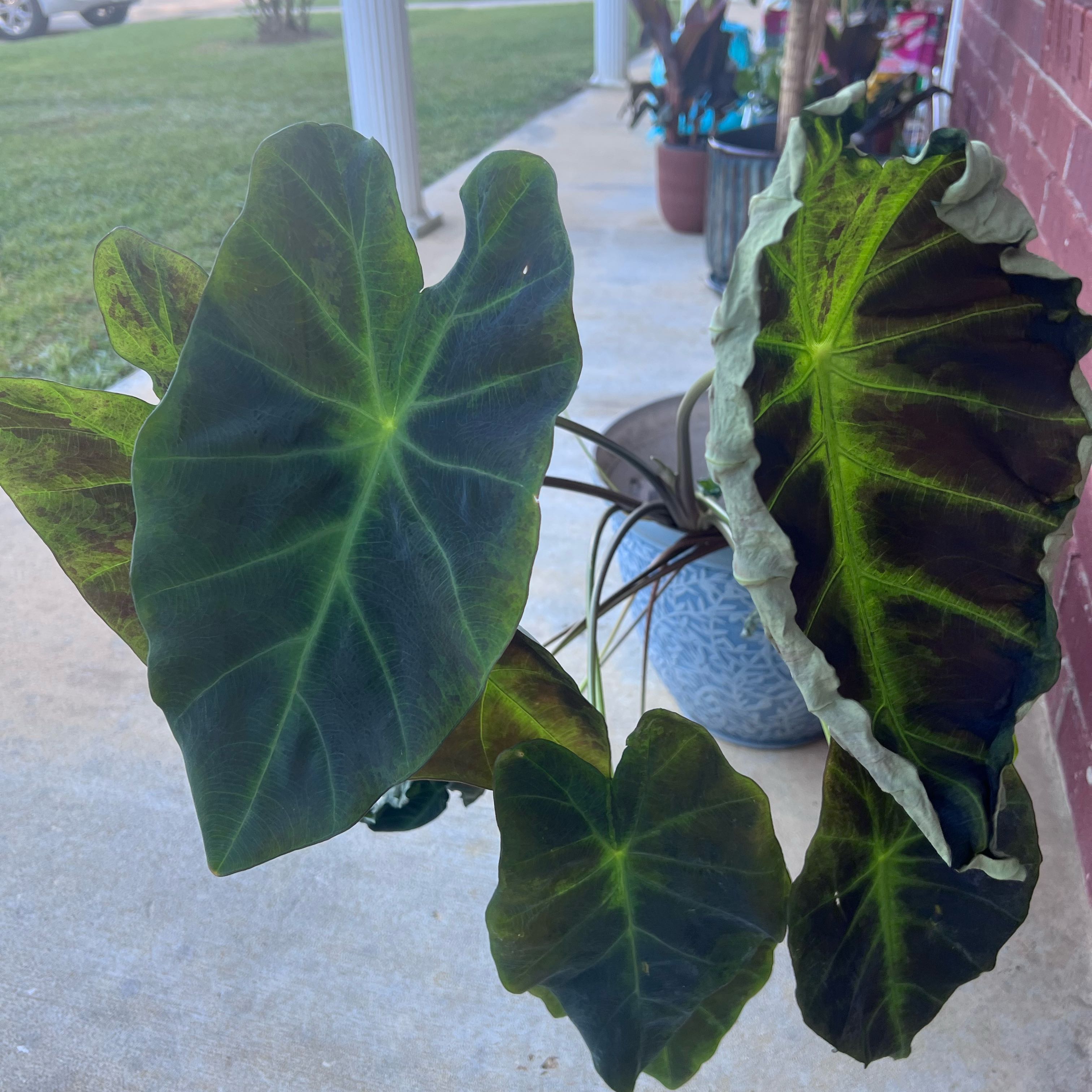 Photo of the plant species Imperial Taro by @FabCentaury19 named Willow on Greg, the plant care app