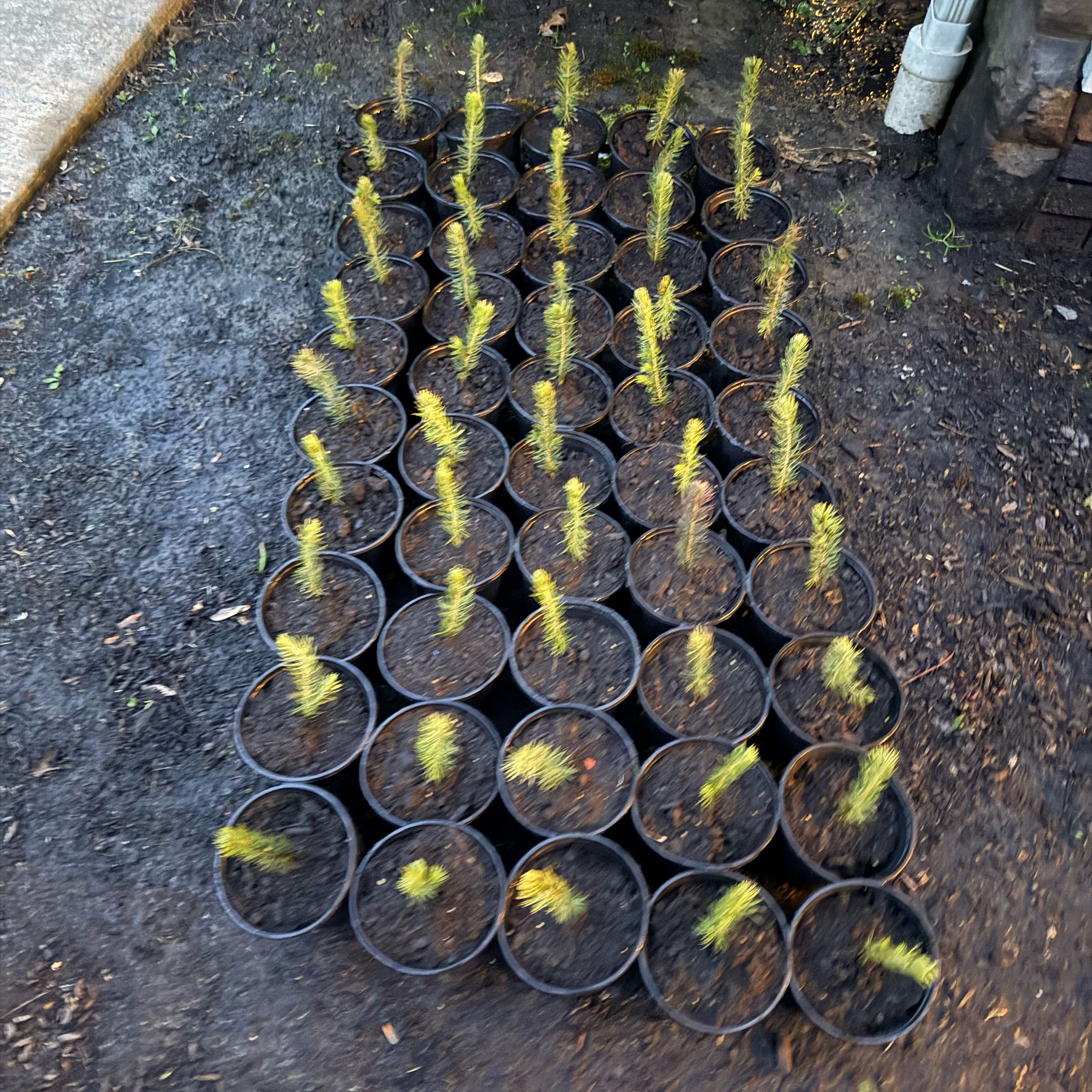 Photo of the plant species Blue Spruce by @SmartMarjoram26 named Fernie Mercury on Greg, the plant care app