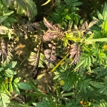 Photo of the plant species Cow Parsley by @HipPhlox71 named Kylie on Greg, the plant care app