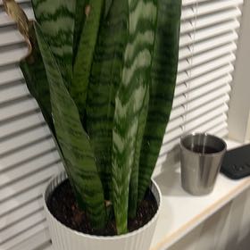 Photo of the plant species Sansevieria 'Frozen' by @ProperCowbane27 named Scarlett on Greg, the plant care app