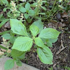 Photo of the plant species Toothed Euphorbia by @SisterBokchoi18 named Leonardo on Greg, the plant care app
